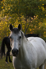 Image showing grey horse