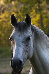 Image showing grey horse