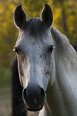 Image showing grey horse