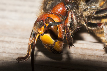 Image showing a hornets head