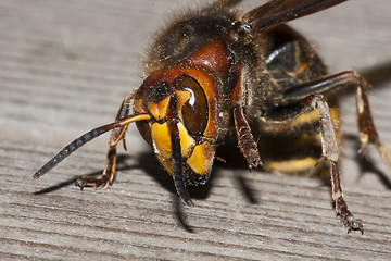 Image showing vespa crabro