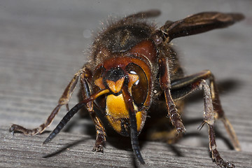 Image showing large hornet