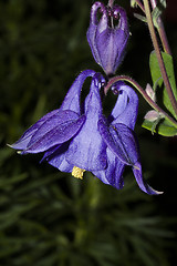 Image showing blue columbine