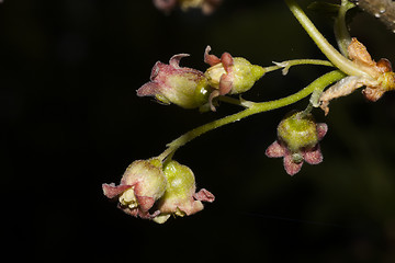 Image showing blueberry flowers