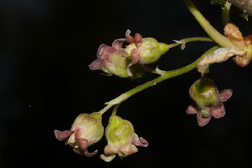 Image showing blueberry flowers