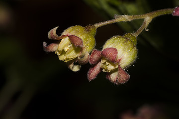 Image showing blueberry blossom