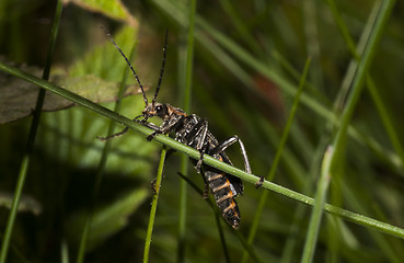 Image showing grass beetle