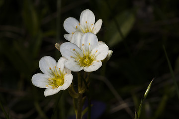 Image showing meadow saxifrage
