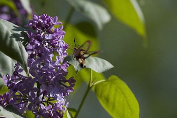 Image showing moth