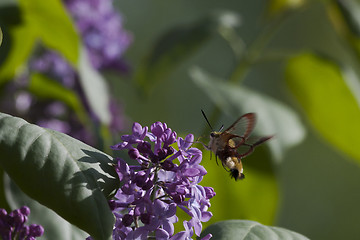 Image showing pollination