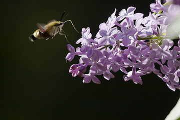 Image showing moth pollinating a lilac