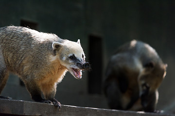 Image showing South American coati, or ring-tailed coati