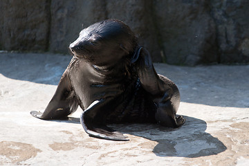 Image showing Brown fur seal