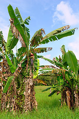 Image showing Tropical banana trees in Asian landscape