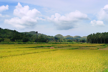 Image showing Asian Rice Field