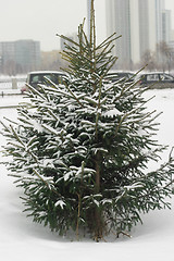 Image showing Fir tree in winter snow.Russia, Ekaterinburg.