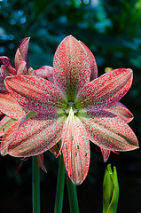 Image showing one red and white lovely flower