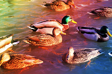 Image showing beautiful ducks and drakes