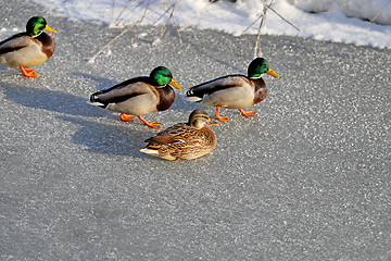 Image showing beautiful ducks and drakes