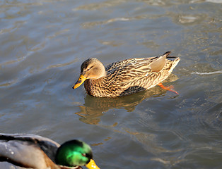 Image showing beautiful ducks and drakes