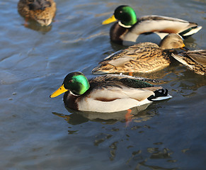 Image showing beautiful ducks and drakes