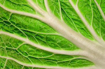 Image showing Background closeup of juicy leaf Chinese cabbage