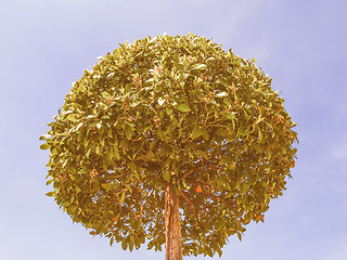 Image showing Retro looking Bay tree