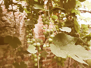 Image showing Retro looking Grape picture