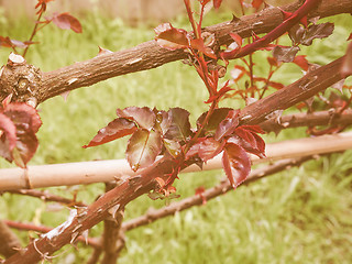 Image showing Retro looking Rose plant