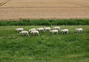 Image showing Sheep