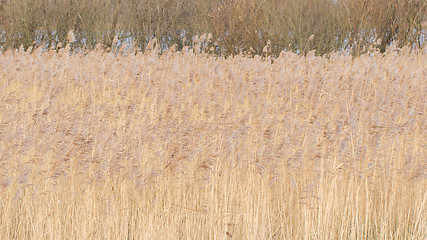 Image showing Reed bed