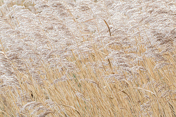 Image showing Reed bed