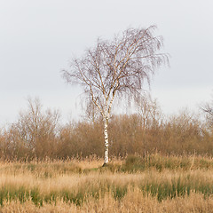 Image showing Bare Silver birch (Betula pendula) 