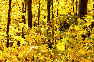 Image showing Sunny way cross forest