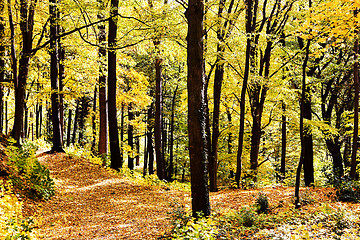 Image showing Sunny way cross forest