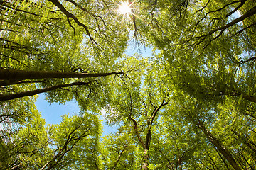 Image showing Lush beech forest canopy