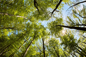 Image showing Lush beech forest canopy
