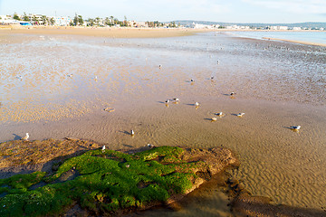 Image showing abstract in  africa ocean wave    bird