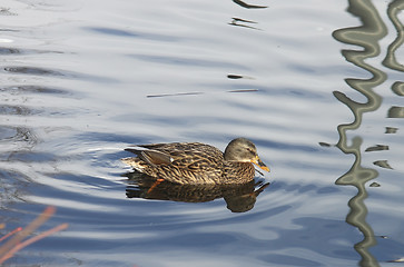 Image showing Female mallard