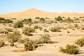 Image showing  bush old fossil in  the desert of  sahara  