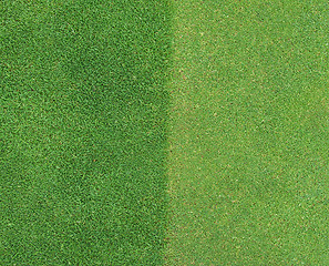 Image showing Two grass textures (border of golf green)