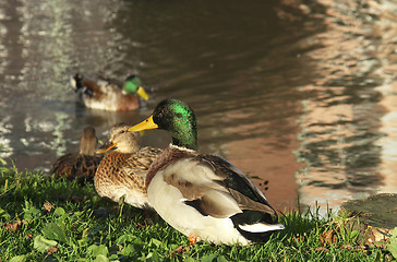 Image showing Mallards