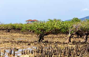 Image showing mangrove tree North Sulawesi, Indonesia