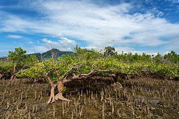 Image showing mangrove tree North Sulawesi, Indonesia