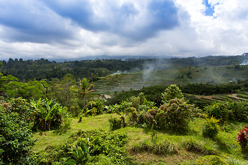 Image showing Rice terraced paddy fields