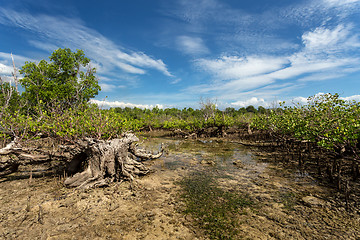 Image showing mangrove tree North Sulawesi, Indonesia