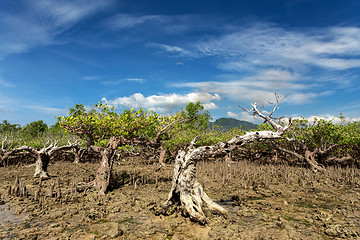 Image showing mangrove tree North Sulawesi, Indonesia