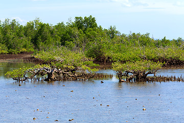 Image showing mangrove tree North Sulawesi, Indonesia