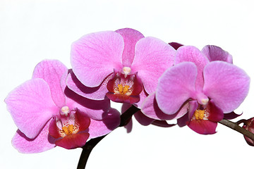 Image showing Violet Phalaenopsis Orchid