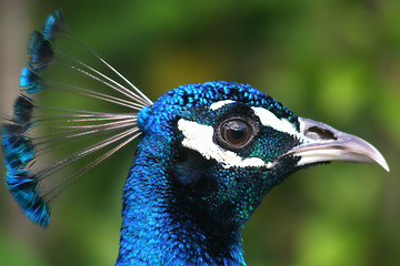 Image showing Peacock